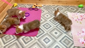 Вельш корги пемброк щенки 2 месяца