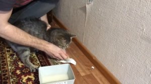 Как заставить кота не отдирать обои