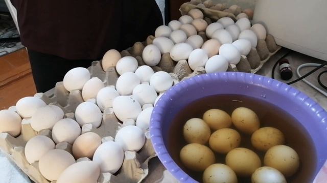Подготовка, дезинфекция и закладка куриного яйца в инкубатор "Несушка" первый снег, ёлка в Каневско