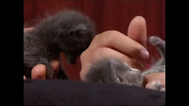 особенности кормления и содержания котят до 3 месяцев смотреть онлайн