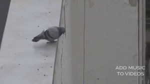 Голубь прыгает с крыши | голубь делает самоубийство | птица падает с крыши | голубь на крыше |