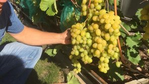 Виноград "Супер-экстра" в России