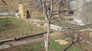 хурма в Крыму на даче