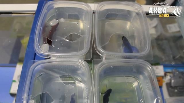 ПЕТУШОК - Бойцовая рыбка (Betta splendens) | Петушок коронохвостый и Супердельта (самцы) смотреть онлайн