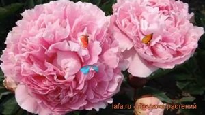 Пион травянистый Эмпайр Стейт (paeonia) ? Эмпайр Стейт обзор: как сажать, рассада пиона Эмпайр Стей
