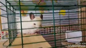 Какие ветки можно давать шиншиллам?