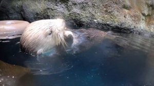 Sea Otters Crack And Eat Fresh Oysters