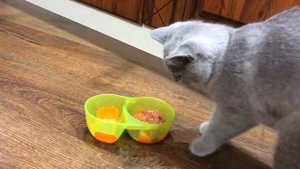 Готовим дома полезную еду для кошки/healthy food for the cat