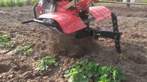 Обработка междурядий клубники мотофрезой с шириной 36-см.(испытания)