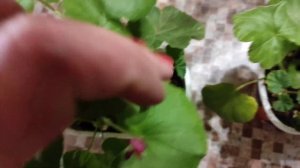 Черенки и маточные растения в домашних условиях.