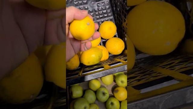 Узбекские лимоны продавали под видом обычных. Лимоны Узбекистан. смотреть онлайн