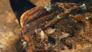 ПОСАДИЛИ ГОРОХ В ХОМЯКАРИУМЕ