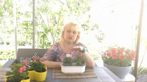 Бальзамин обычное чудо Выращивание