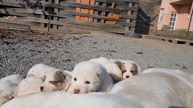 Кушаем мамку стараемся ))) Щенки алабая которых можно купить 😉 смотреть онлайн