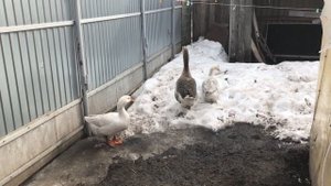 Правило хранения гусиного инкубационного яйца / Сколько собирать яйцо на инкубацию ?