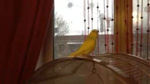 попугай и рисовка поют