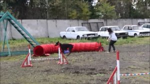 Доберман Троя (Коппд'Оро Триада Троя) соревнования по  аджилити