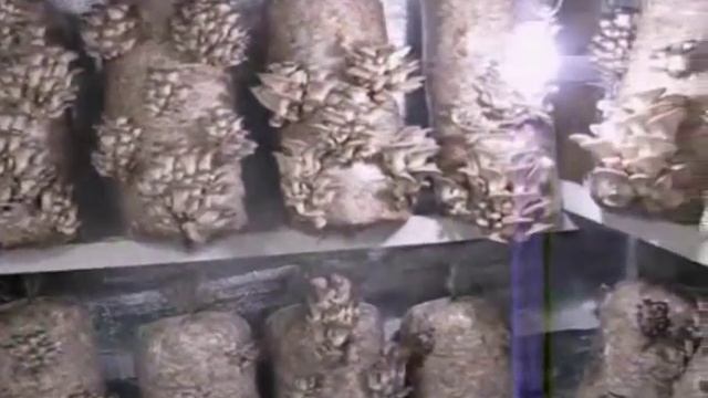 Мицелий вешенки.Грибы из своего мицелия. смотреть онлайн