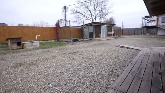 Кобель питбуля чуть не поплатился носом от разъяренных клыков Волчицы !!! Малыши Волчата подросли. смотреть онлайн