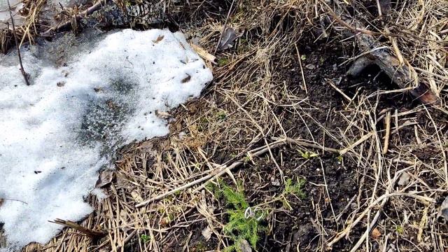 Таял прошлогодний снег ❄ спасаю растюхи на даче в апреле 2022 смотреть онлайн