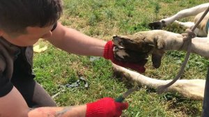 Расчистка копыт у коровы в селе щипцами , ножом,шлифовочным диском .Деформация копыт .