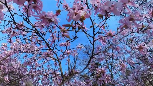 Magnolia Stellata Royal Star-24 03 23 смотреть онлайн