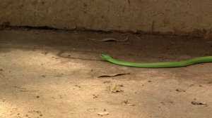 Boomslang. Бумсланг (1125sp)