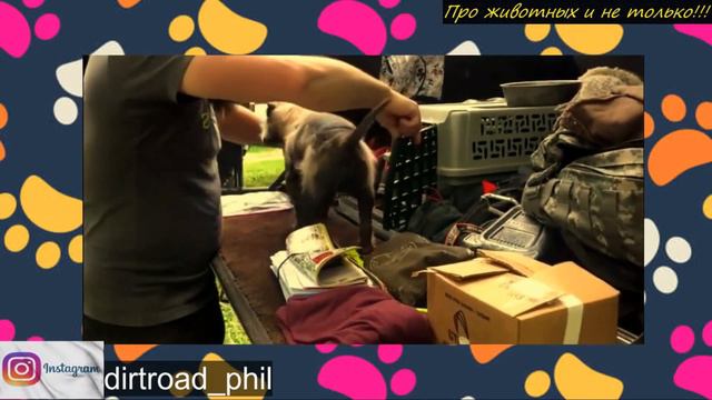 Люди не могли понять кто перед ними! Облезлый енот или чупакабра! смотреть онлайн