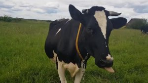 ИСПЫТЫВАЕМ ЯД ТРАВИМ МУХ В КОРОВНИКЕ