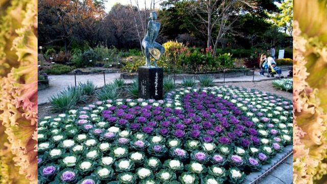 Декоративная капуста в ландшафтном дизайне смотреть онлайн