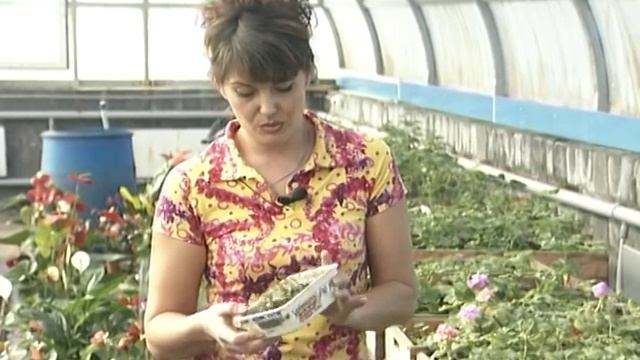 Дёшево и  сердито - высаживаем семена