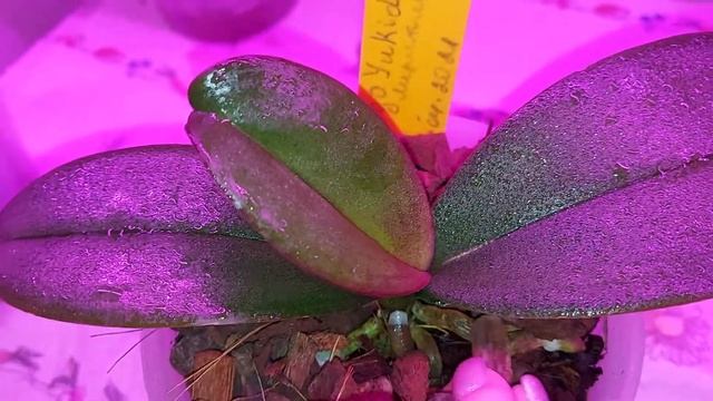 Подростки 2021. Есть прогресс. смотреть онлайн