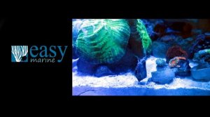 Кораллы в морском аквариуме. Баллинг