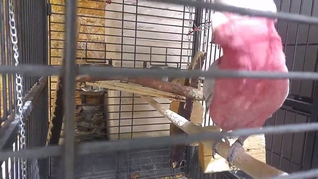 Какаду гала смотреть онлайн