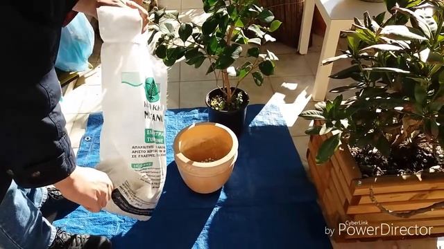 Камелия(Camelia)посадка в горшок. Из сад.хозяйства на горе Пилио.