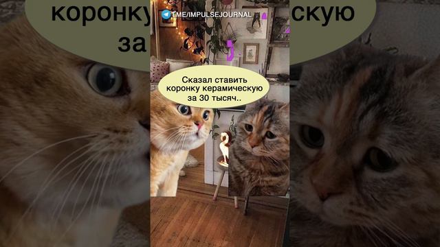 Зубодер насоветовал #мыкотики #вмем #разговор #анекдот #шутки #кот #юмор #смешное #прикольно #мемы