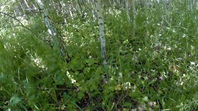 Управление квадроциклом ? Прогулки по лесу с экшн камерой SJCAM M20 ? смотреть онлайн