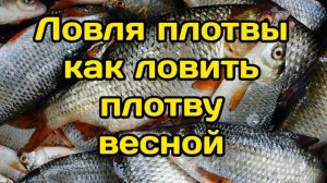 Ловля плотвы  Как ловить плотву весной