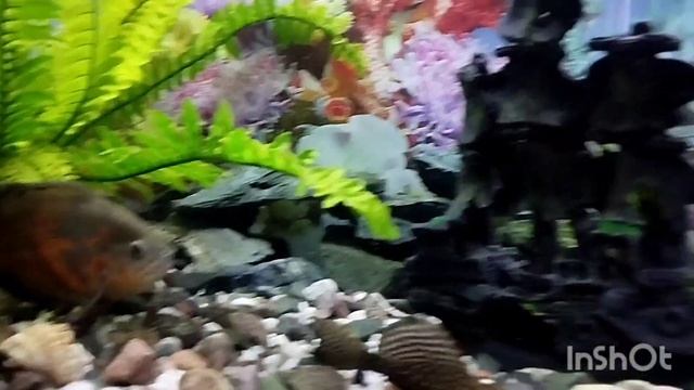 Заменил фон аквариума. Кормление астронотуса креветкой и мотылём. смотреть онлайн