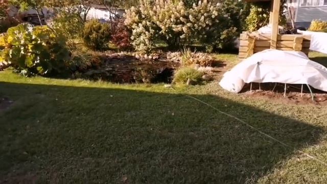 Розы укрыты,к зимовке готовы. смотреть онлайн