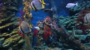Один из аквариумов Sea Life Bangkok Ocean World, Таиланд