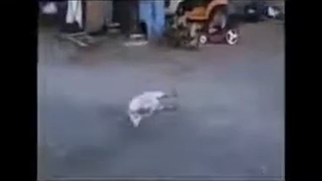 Инстинкт самосохранения