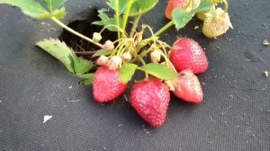 Клубника Лия. Итальянская новинка! Выращивание клубники Лия в Сибири.