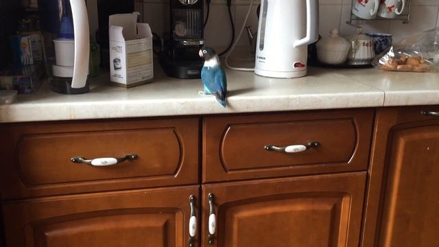 Настырный попугай) смотреть онлайн