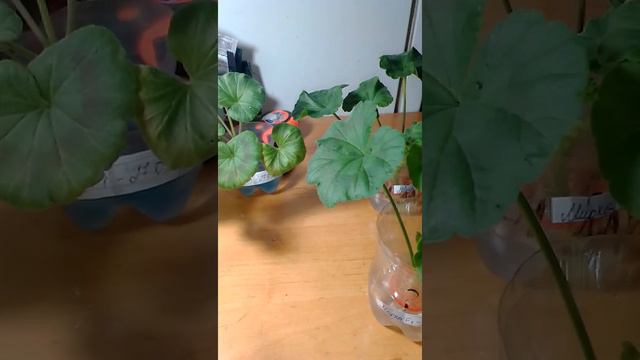 Укоренение герани двумя сбособами. Проверено, работает!