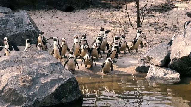 Geier, Pinguine und Geparden im Tierpark Berlin - Vultures, Penguins and Cheetahs at Tierpark Berli смотреть онлайн