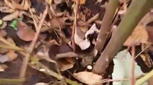 Обрезка ежевики осенью и укрытие.