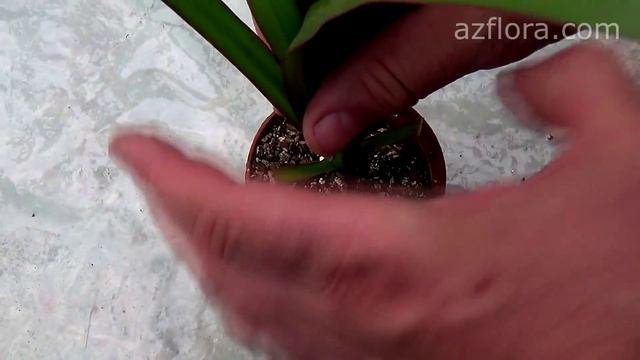 РАЗМНОЖЕНИЕ ДРАЦЕНЫ В ДОМАШНИХ УСЛОВИЯХ | Dracaena Marginata