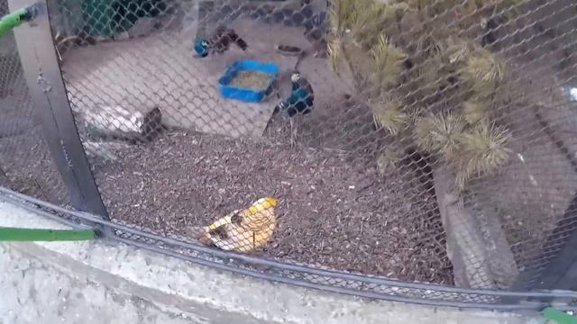 Симпатичная маленькая желтая птичка за сеткой в зоопарке смотреть онлайн