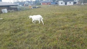 Козы. Кокого козла купить, Нубийца или Зааненца? Куры.